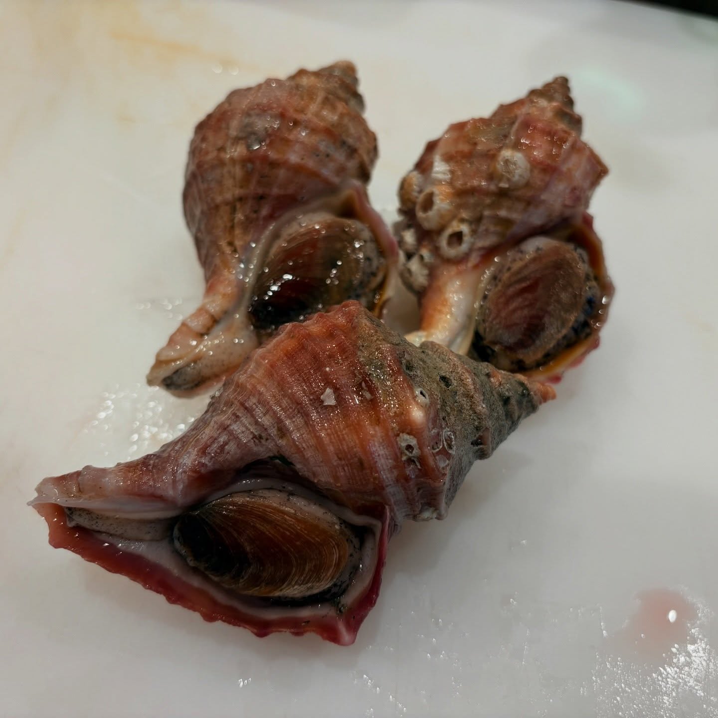 🍶🐟️
【つぶ貝🐚】-夜の部-

店主が大好きな活貝を遂に入荷♪
ご注文で剥いていきます🐟

果たして、殻を割らなくて剥けるかな、、、

ぜひご賞味ください。
※当日の入荷状況で内容が変わります。
※数量限定です。

＿＿＿＿＿＿＿＿＿＿＿＿＿＿＿＿＿＿＿＿＿＿＿＿＿
🗓️定休日:月曜日（不定休あり）
⌚️営業時間
営業カレンダー通り
Instagramの投稿をご覧ください。

👥ご案内は20歳以上、1グループ4名様まで
※5名様以上はご相談ください。

ご予約方法
■ぐるなび
■電話

デート、隠れ家、ちょっと背伸び、駅近、カウンター、海鮮、本マグロ、寿司、大人空間、コスパ最高
＿＿＿＿＿＿＿＿＿＿＿＿＿＿＿＿＿＿＿＿＿＿＿＿＿
📍アクセス
#海鮮居食屋かなめ
〒350-1123 埼玉県川越市脇田本町１１ー２３RISE 脇田本町II1 階B
電話番号:0492935392